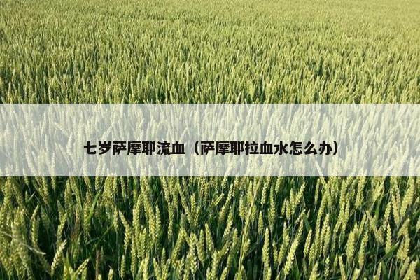 七岁萨摩耶流血（萨摩耶拉血水怎么办）