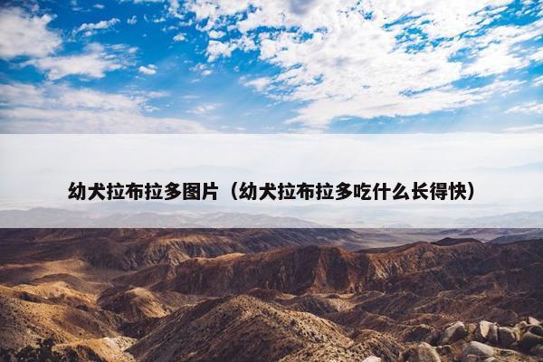 幼犬拉布拉多图片（幼犬拉布拉多吃什么长得快）