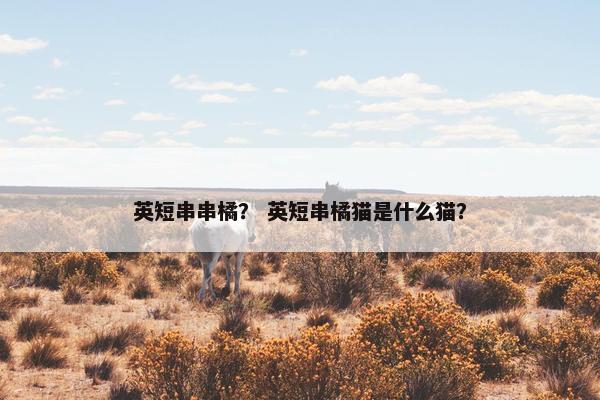 英短串串橘？ 英短串橘猫是什么猫？