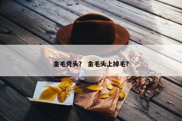 金毛秃头？ 金毛头上掉毛？