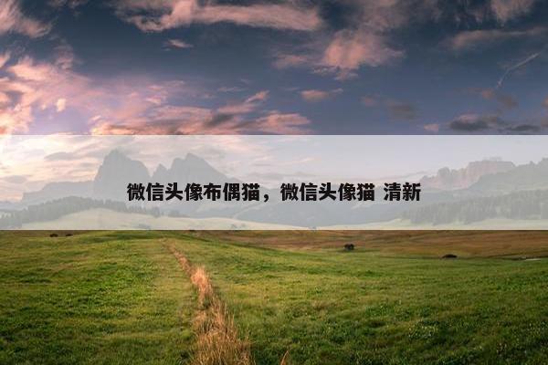 微信头像布偶猫，微信头像猫 清新