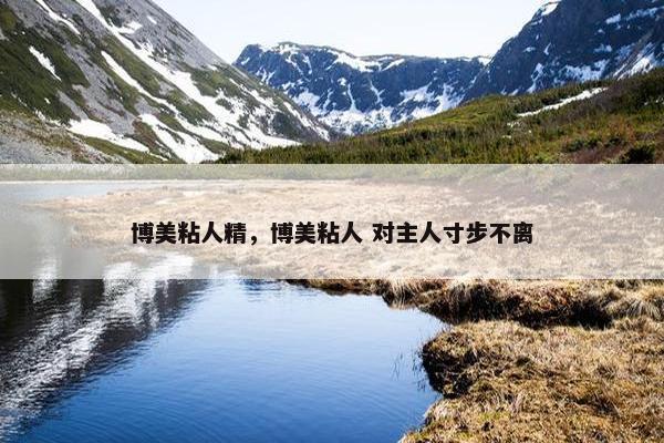 博美粘人精，博美粘人 对主人寸步不离