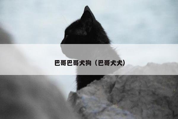 巴哥巴哥犬狗（巴哥犬犬）