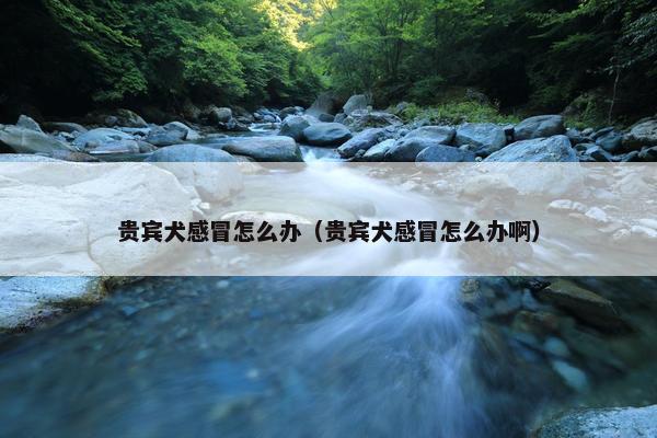 贵宾犬感冒怎么办（贵宾犬感冒怎么办啊）