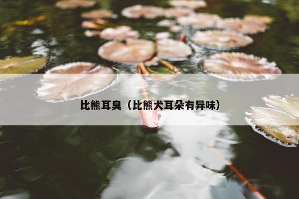 比熊耳臭（比熊犬耳朵有异味）