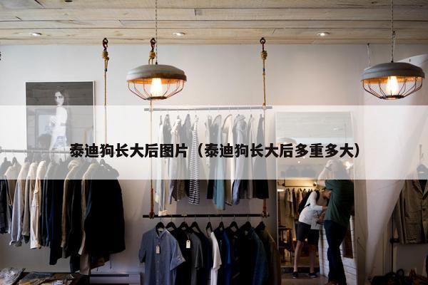 泰迪狗长大后图片（泰迪狗长大后多重多大）