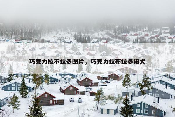 巧克力拉不拉多图片，巧克力拉布拉多猎犬