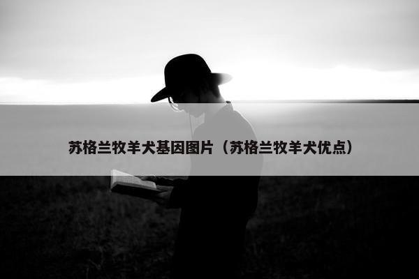 苏格兰牧羊犬基因图片（苏格兰牧羊犬优点）