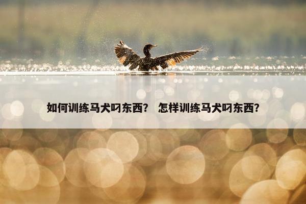 如何训练马犬叼东西？ 怎样训练马犬叼东西？