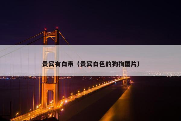 贵宾有白带（贵宾白色的狗狗图片）
