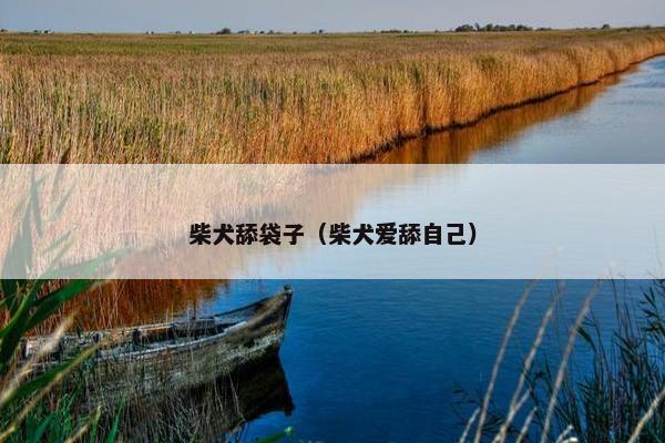 柴犬舔袋子（柴犬爱舔自己）