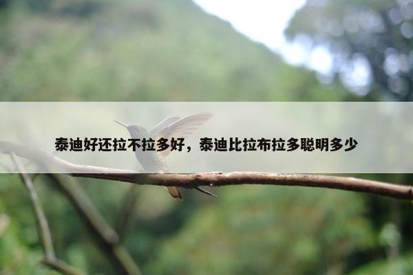 泰迪好还拉不拉多好，泰迪比拉布拉多聪明多少