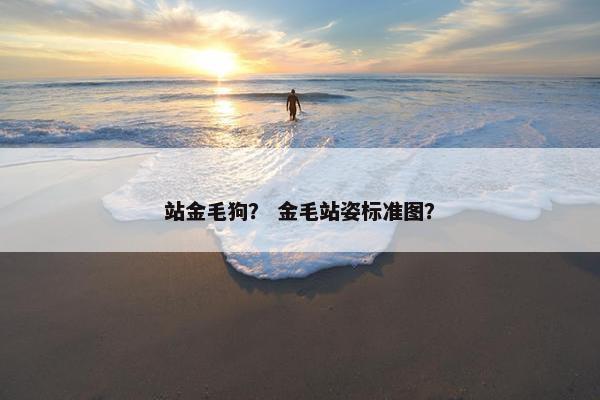 站金毛狗？ 金毛站姿标准图？
