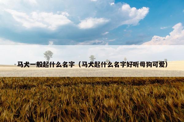 马犬一般起什么名字（马犬起什么名字好听母狗可爱）