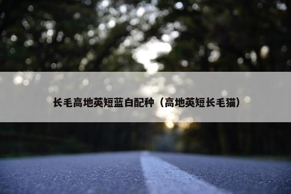 长毛高地英短蓝白配种（高地英短长毛猫）