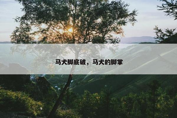 马犬脚底破，马犬的脚掌