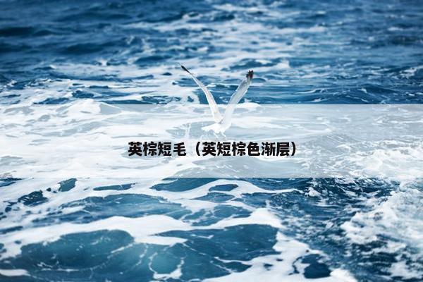 英棕短毛（英短棕色渐层）