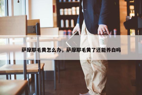 萨摩耶毛黄怎么办，萨摩耶毛黄了还能养白吗
