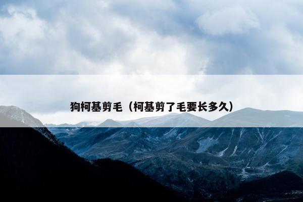 狗柯基剪毛（柯基剪了毛要长多久）