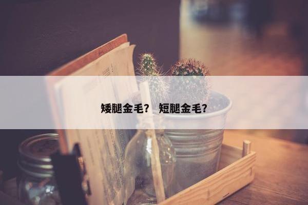 矮腿金毛？ 短腿金毛？