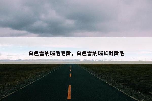 白色雪纳瑞毛毛黄，白色雪纳瑞长出黄毛