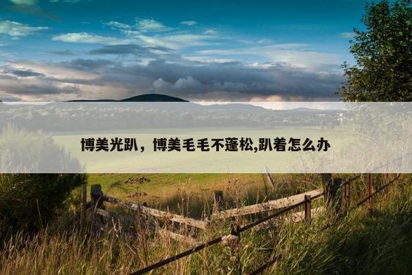 博美光趴，博美毛毛不蓬松,趴着怎么办