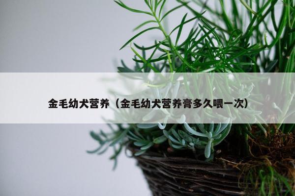 金毛幼犬营养（金毛幼犬营养膏多久喂一次）