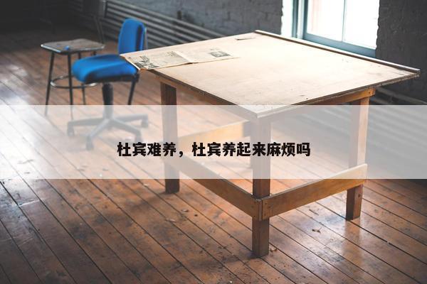 杜宾难养，杜宾养起来麻烦吗