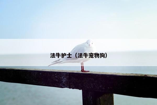 法牛护士（法牛宠物狗）