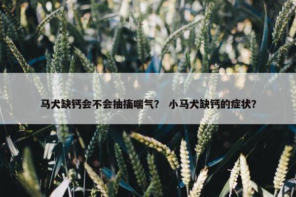 马犬缺钙会不会抽搐喘气？ 小马犬缺钙的症状？