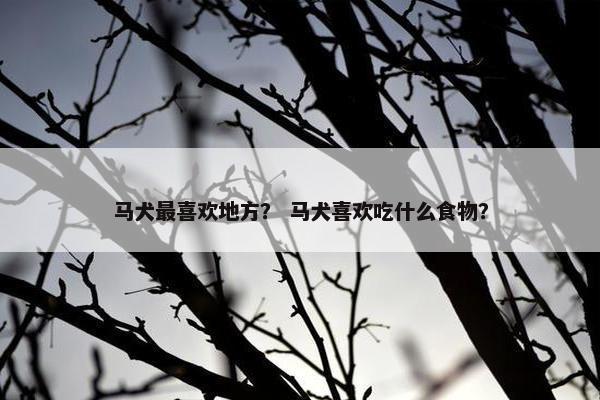 马犬最喜欢地方？ 马犬喜欢吃什么食物？
