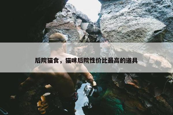 后院猫食，猫咪后院性价比最高的道具