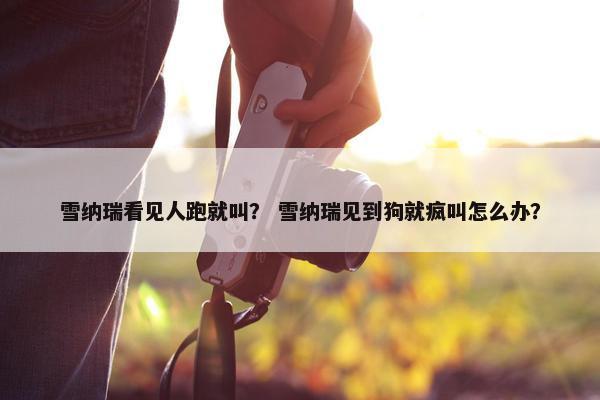雪纳瑞看见人跑就叫？ 雪纳瑞见到狗就疯叫怎么办？