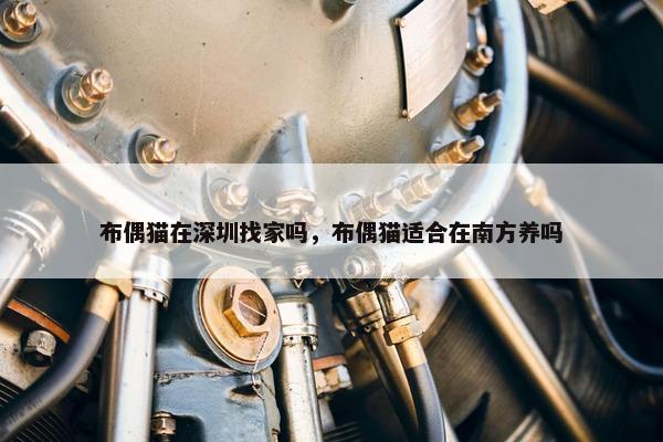 布偶猫在深圳找家吗，布偶猫适合在南方养吗