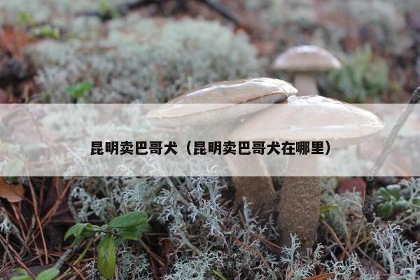 昆明卖巴哥犬（昆明卖巴哥犬在哪里）