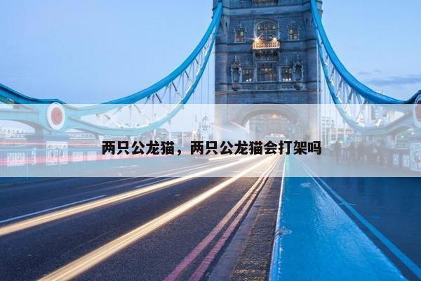 两只公龙猫，两只公龙猫会打架吗