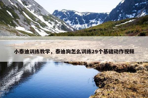 小泰迪训练教学，泰迪狗怎么训练29个基础动作视频