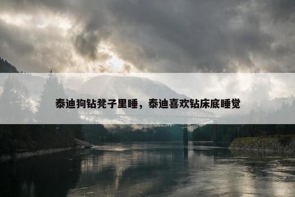 泰迪狗钻凳子里睡，泰迪喜欢钻床底睡觉