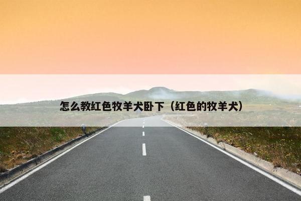 怎么教红色牧羊犬卧下（红色的牧羊犬）