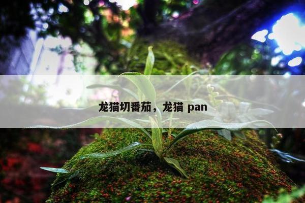 龙猫切番茄，龙猫 pan