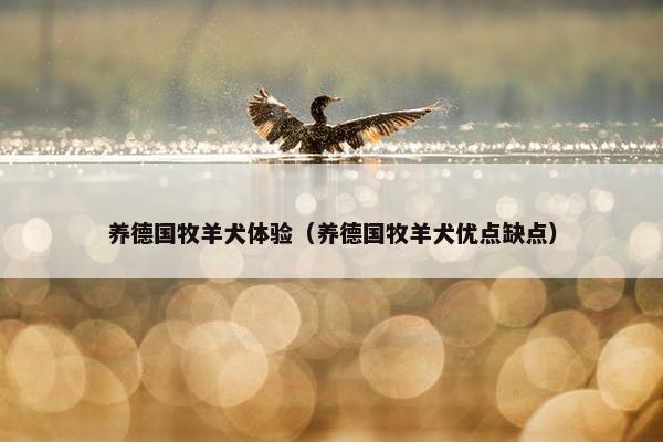 养德国牧羊犬体验（养德国牧羊犬优点缺点）