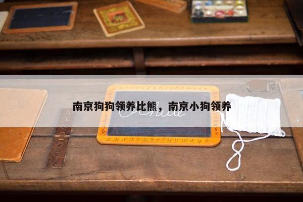 南京狗狗领养比熊，南京小狗领养
