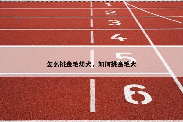 怎么挑金毛幼犬，如何挑金毛犬