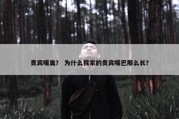 贵宾嘴臭？ 为什么我家的贵宾嘴巴那么长？