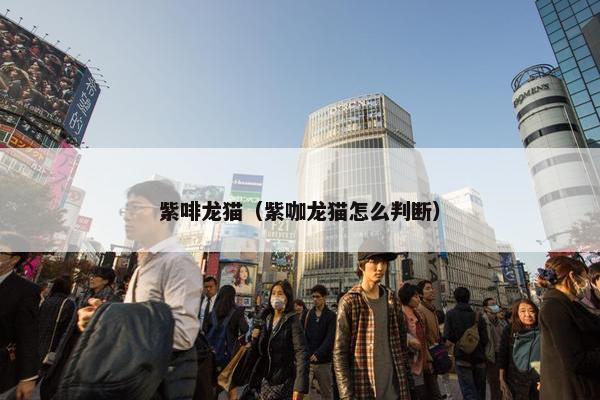 紫啡龙猫（紫咖龙猫怎么判断）