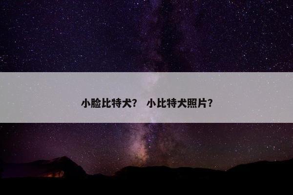 小脸比特犬？ 小比特犬照片？