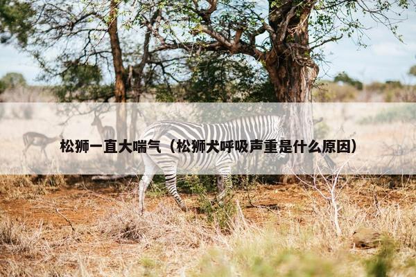 松狮一直大喘气（松狮犬呼吸声重是什么原因）