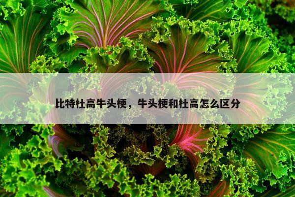 比特杜高牛头梗，牛头梗和杜高怎么区分