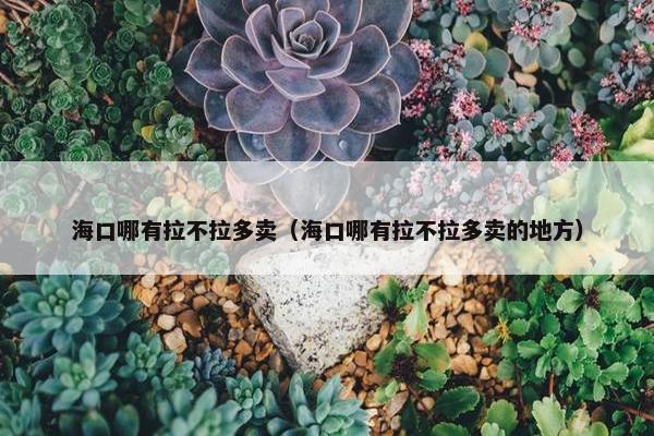 海口哪有拉不拉多卖（海口哪有拉不拉多卖的地方）