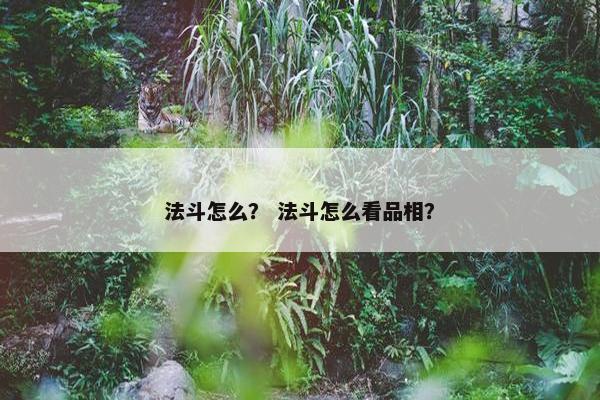 法斗怎么？ 法斗怎么看品相？
